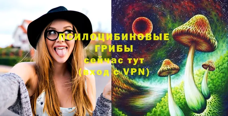 Галлюциногенные грибы Psilocybe  Кущёвская 